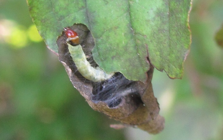 Bruco da ID - Archips sp., Tortricidae